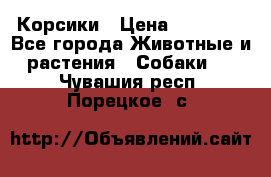 Корсики › Цена ­ 15 000 - Все города Животные и растения » Собаки   . Чувашия респ.,Порецкое. с.